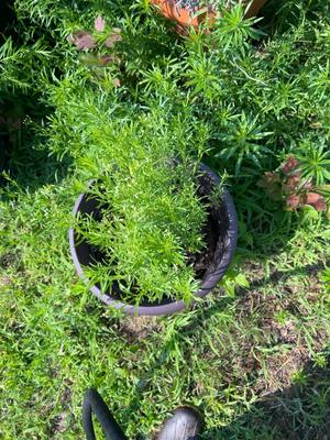 Cleavers volunteer in pot, second view