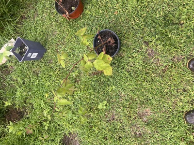 New paw paw and blackberry nursery pots set out on the lawn among existing potted plants