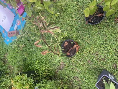 Paw paw sapling in a purple-rimmed nursery pot next to a leafy potted cutting