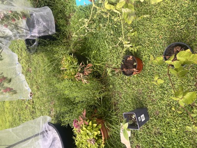 Wider yard view: netted fruit trees, terracotta pots, and the new nursery pots on the grass