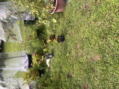 Row of netted fruit trees with the new potted plants staged in the foreground