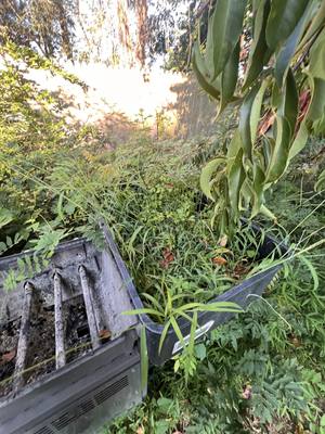 Peach tree with no netting and no fruit remaining on the branches