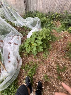 Volunteer squash plant with broad lobed leaves and a yellow flower, growing where the netting fell