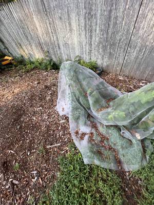 Netting piled against the wooden fence, covered in dried leaf debris