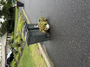 Potted orange-flowering begonia rescued from next to the curbside trash bins