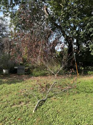 Broken limb with dead brown leaves hanging from a large tree over the back-yard lawn, a cut section on the grass and a pole saw leaning at right