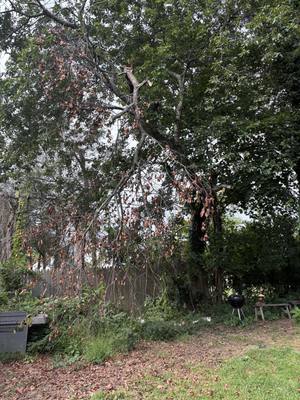 Close view up at the same broken limb with a splintered break near the top and dead-leaved branches draped down to the grill and fence
